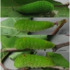 iph podalirius larva5 volg2